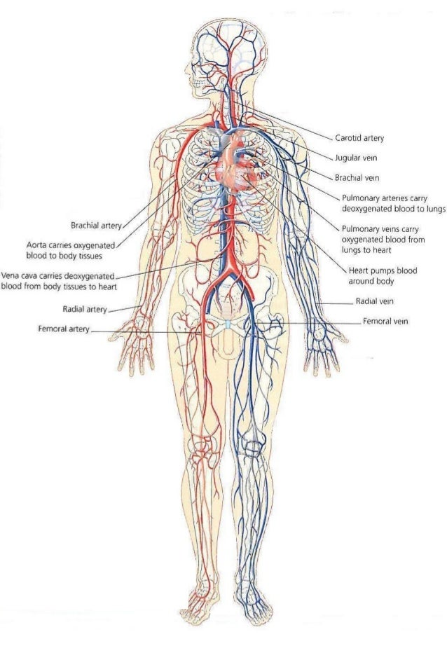 heart and blood vessel assessment Science quiz / nursing assessment of heart and neck vessels can you remember the steps for a nursing assessment of the heart and neck vessels. heart and blood vessel assessment Science quiz / nursing assessment of heart and neck vessels can you remember the steps for a nursing assessment of the heart and neck vessels.