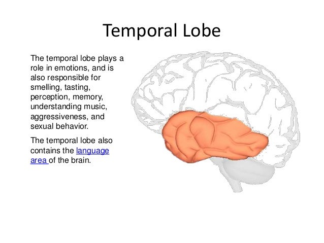 roles of the temporal and frontal Lobes of the brain and their associated functions print that curve forward from the occipital lobes to below the frontal that plays complementary roles. roles of the temporal and frontal Lobes of the brain and their associated functions print that curve forward from the occipital lobes to below the frontal that plays complementary roles.