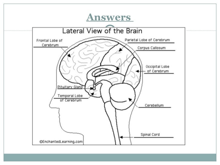 human brain worksheet human brain worksheet