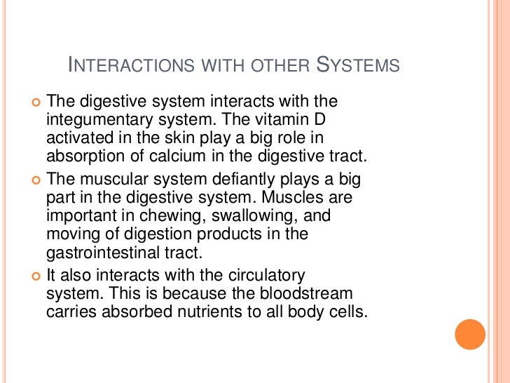 The human digestive system