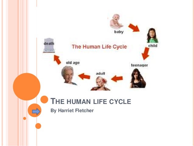 Pictures Of The Human Life Cycle 79