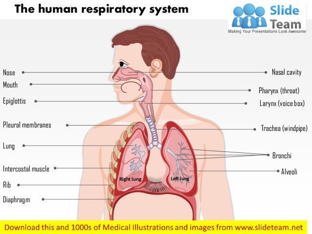 The human respiratory system medical images for power point