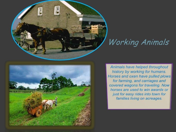 The importance of animals in human lives