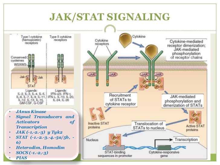jak stat pathway