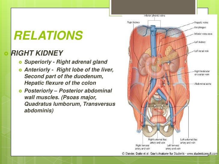 wherein can i locate dialysis tubing
