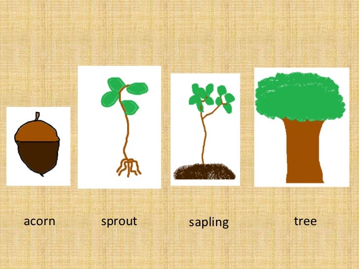 The life cycle of an oak tree