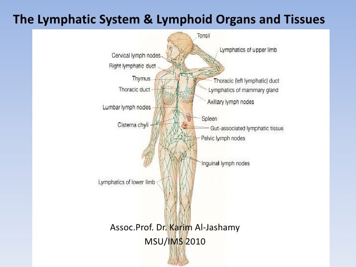 The Lymphatic System & Lymphoid Organs And Tissues
