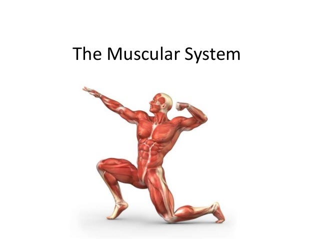 Muscular System And Care 35