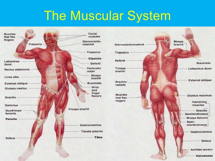 The Muscular System 83