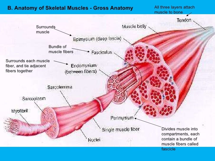 skeletal muscle contraction