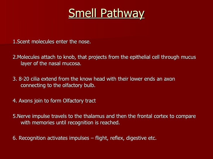 The Olfactory System Smell
