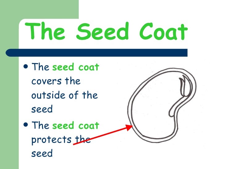 The parts of a seed