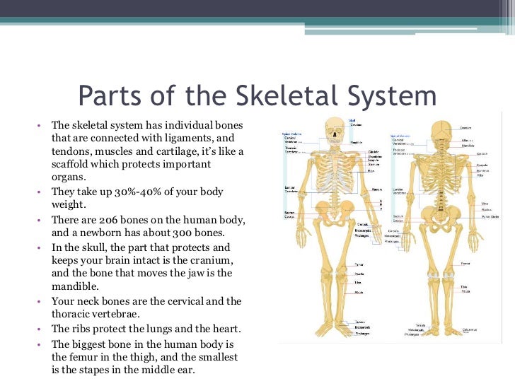 The Parts Of Each System In The Human Body