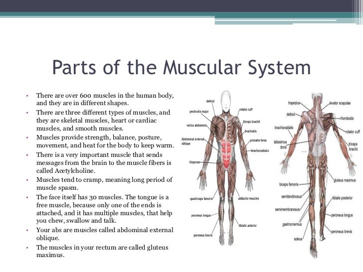 Muscular System Parts 116