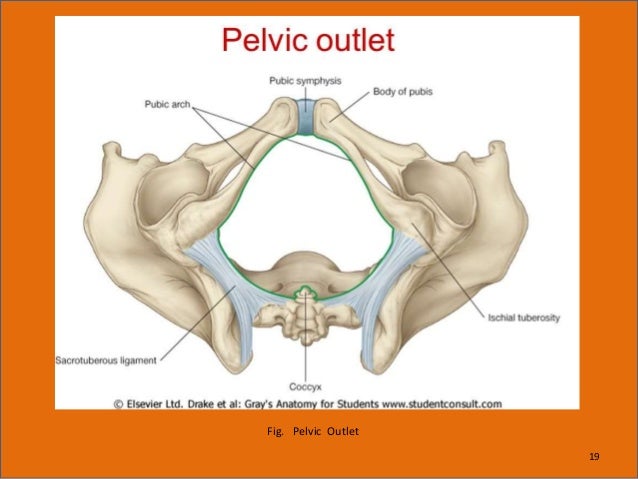 The pelvis.
