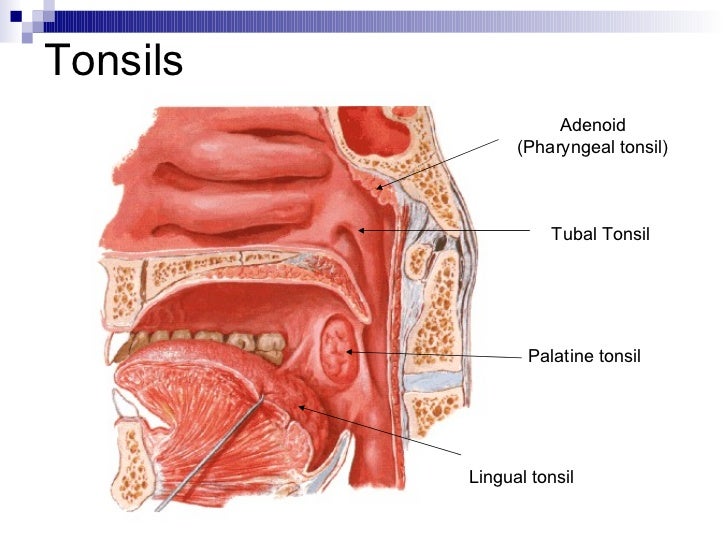 Cancer Cervical Español