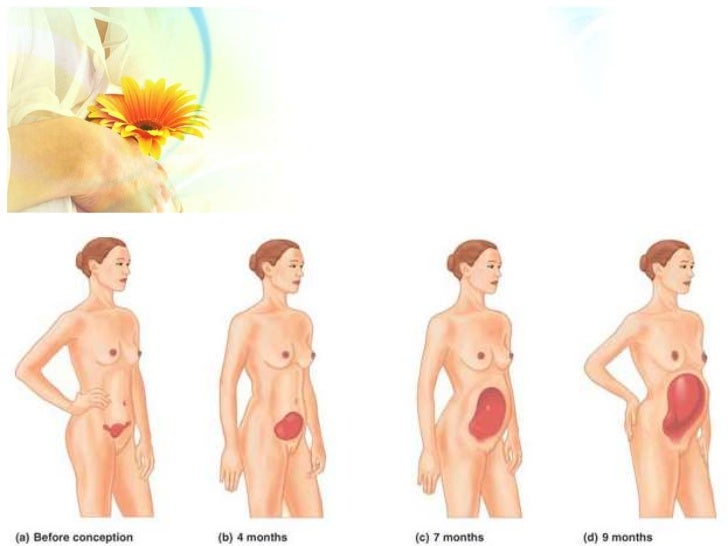 Sex During First Trimester 4