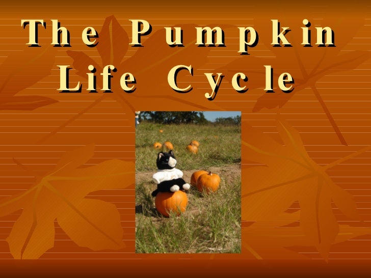 The Pumpkin Life Cycle