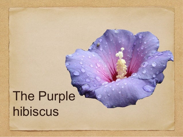 an analysis of purple hibiscus by View this research paper on literary analysis of purple hibiscus bychimamanda ngozi adichie abuse can manifest in many different ways for some it comes in the. an analysis of purple hibiscus by View this research paper on literary analysis of purple hibiscus bychimamanda ngozi adichie abuse can manifest in many different ways for some it comes in the.