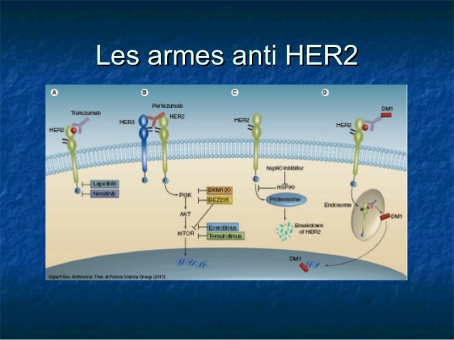Hormonothérapie Mécanisme D'movement
