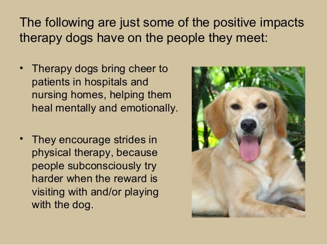 What Dog Makes The Best Service Dogs What Dog Makes The Best Service Dogs