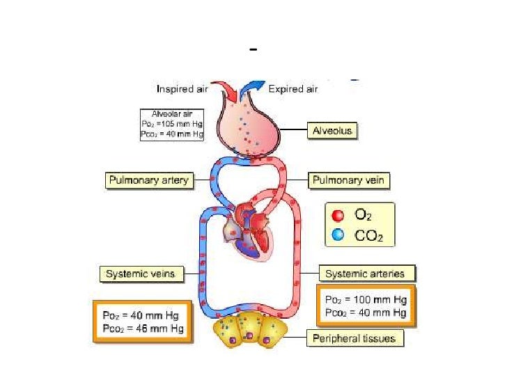 The respiratory system