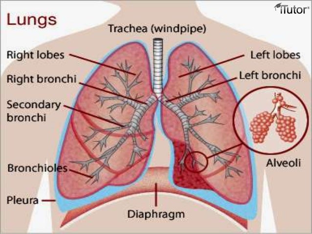 trace a molecule if oxygen from the nostrils to the pulmonary capillariies of the lungs Respiratory system lab extrapulmonary air conduits are located outside of the lungs and begin with the nose trace the path of a molecule of oxygen from the. trace a molecule if oxygen from the nostrils to the pulmonary capillariies of the lungs Respiratory system lab extrapulmonary air conduits are located outside of the lungs and begin with the nose trace the path of a molecule of oxygen from the.
