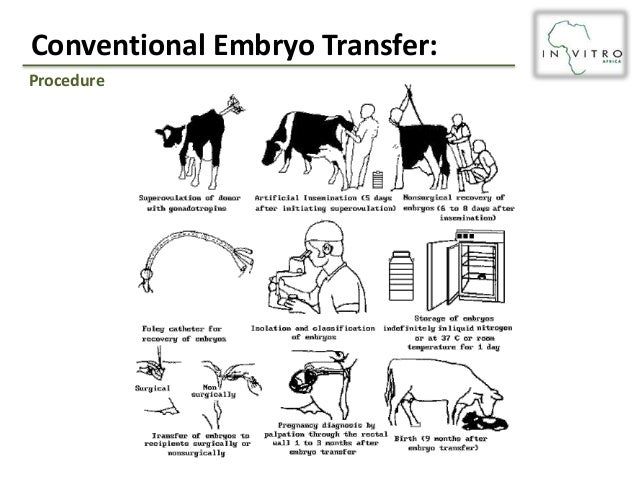 embryo transfer