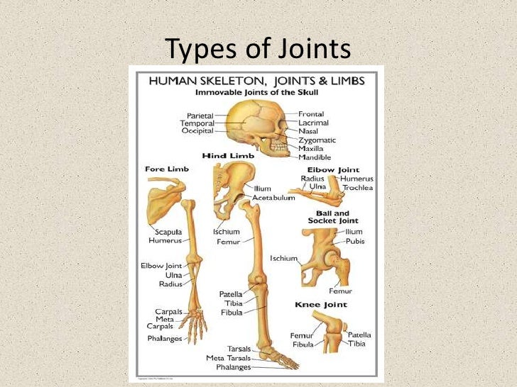 The skeletal system