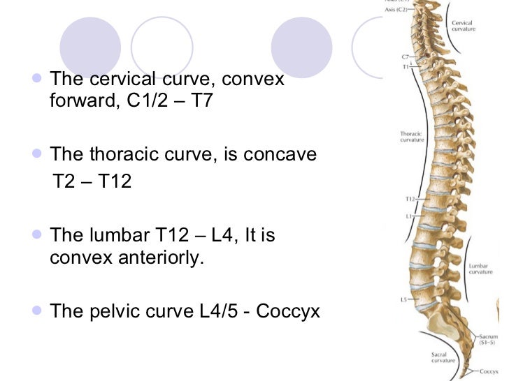 The spine & spinal cord