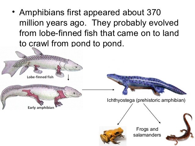 What is an evolutionary trend of amphibia?