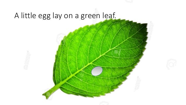 The very hungry caterpillar