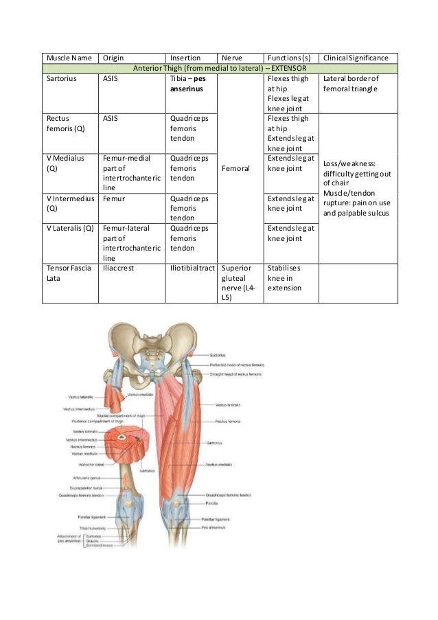 functions of the medial thigh muscles