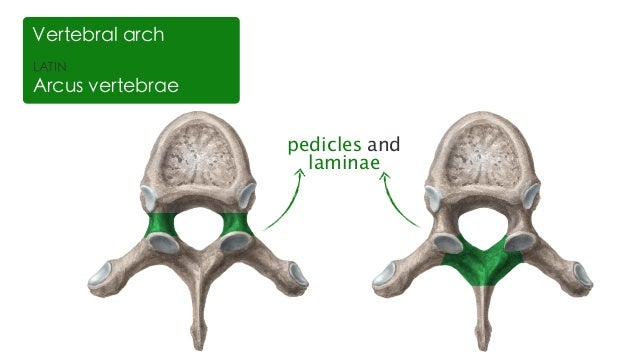 Image Gallery lamina and pedicle Image Gallery lamina and pedicle
