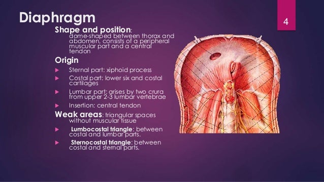 Thorax anatomy presentation