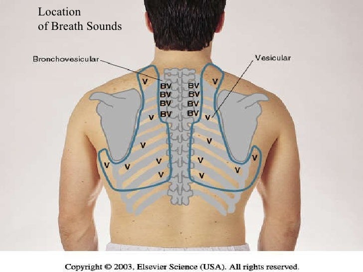 where are your lungs located in your diagram lungs location in the pictures to pin on where are your lungs located in your diagram lungs location in the pictures to pin on