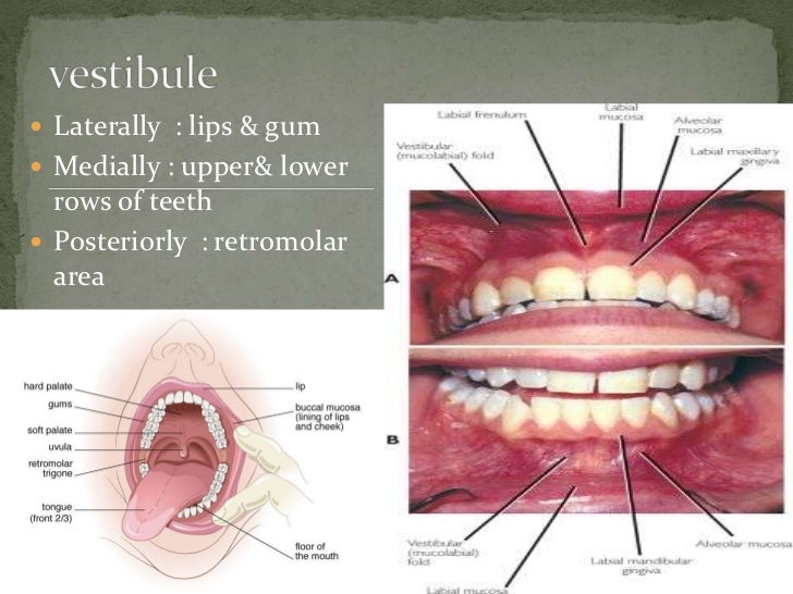 E.N.T.Throat.(dr.mwayad)