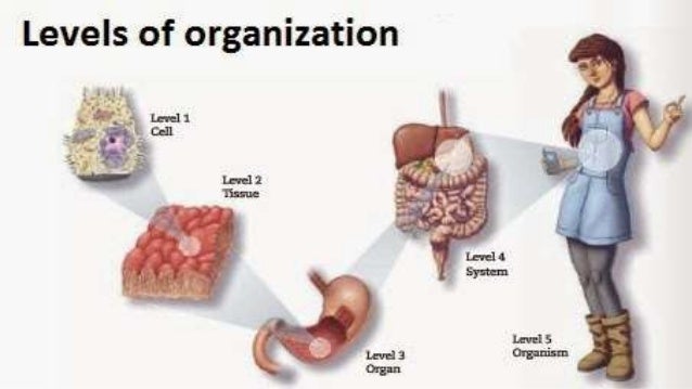 Ths general biology unit 2 our bodies cells and organelles notes_v1516