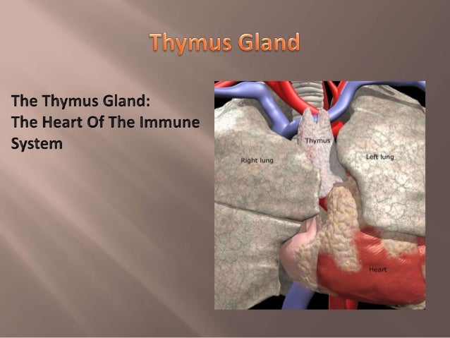 thymus-gland-and-spleen-by-mohammad-mufarreh-3-638.jpg