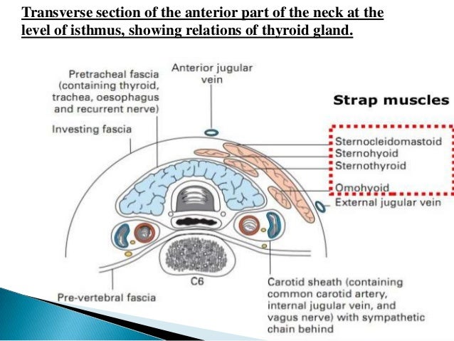 thyrocervical trunk