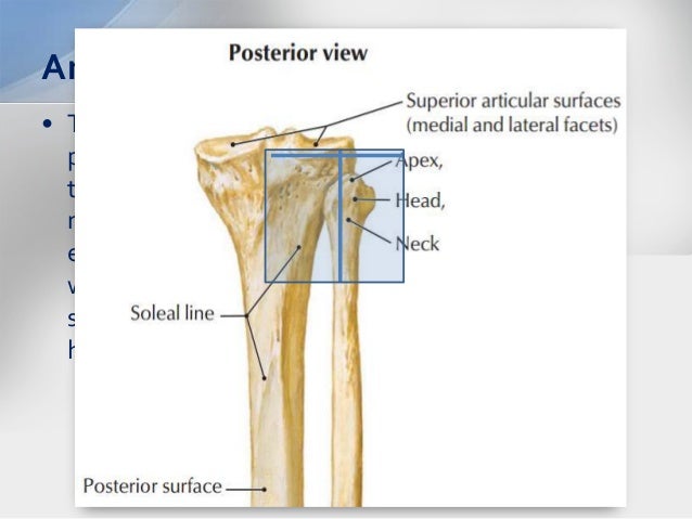 Tibial plateau fractures