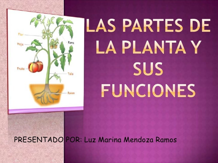 FUNCION DE LAS HOJAS EN LA PLANTA funcion de las hojas en la planta: