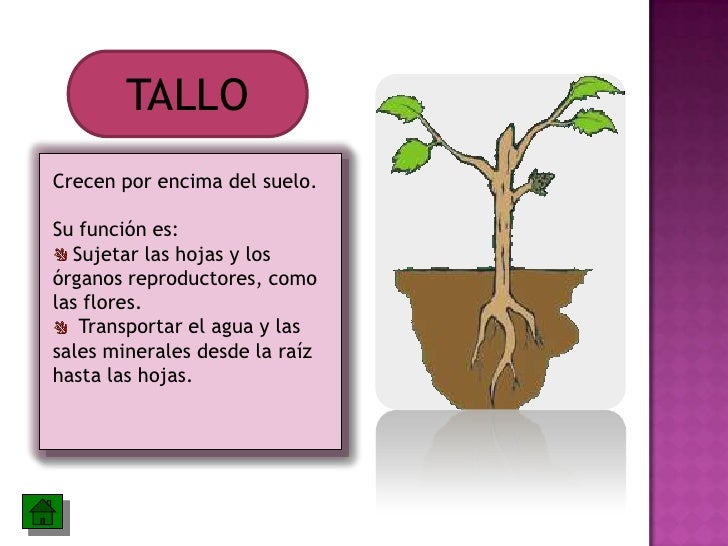 Las partes de la planta y sus funciones Las partes de la planta y sus funciones