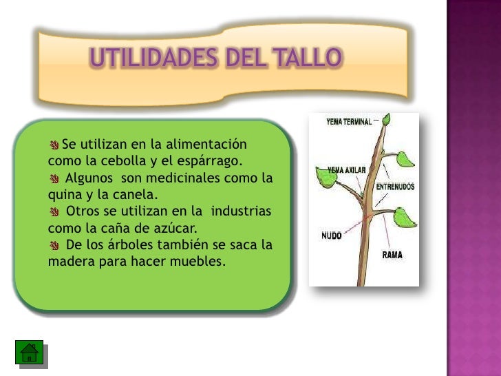 FUNCION DE LAS HOJAS EN LA PLANTA funcion de las hojas en la planta: