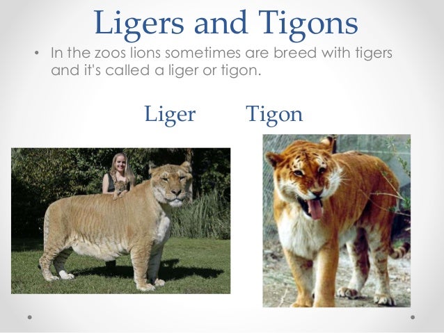 Cat And Lion Breed Cat And Lion Breed