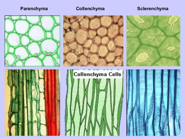 function of parenchyma tissue function of parenchyma tissue
