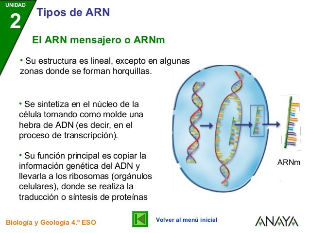 Tipos de ARN