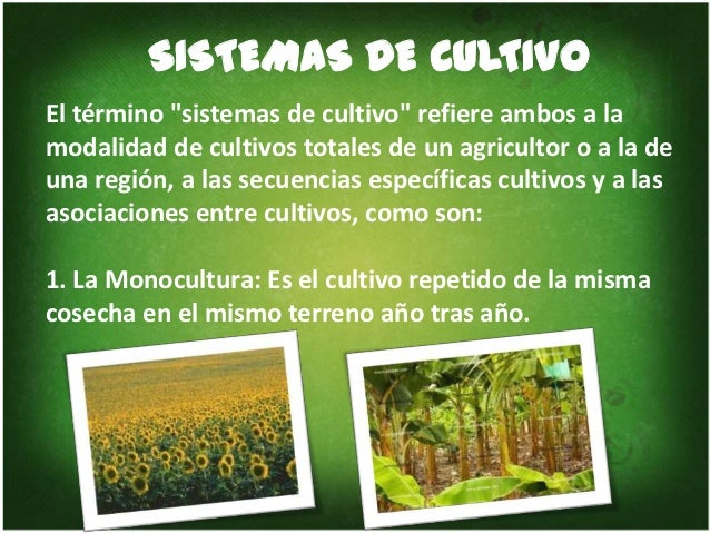 Tipos de cultivo