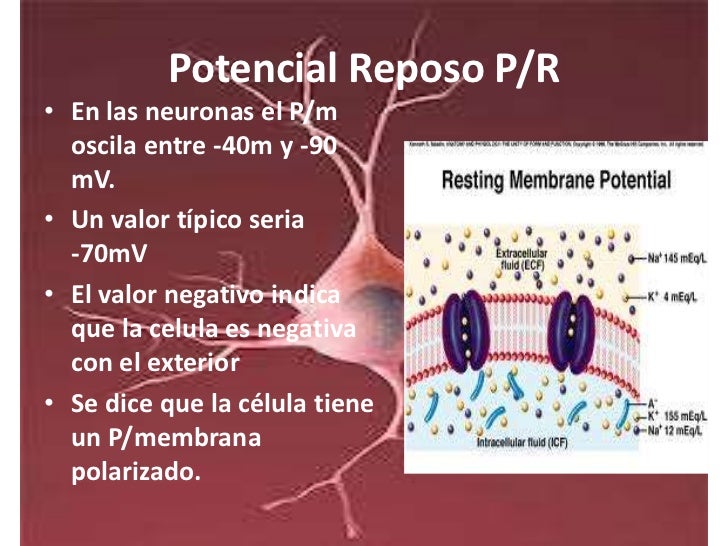 Tipos de neurona (dendritas, axon y cuerpo celular). Potencial de acc…