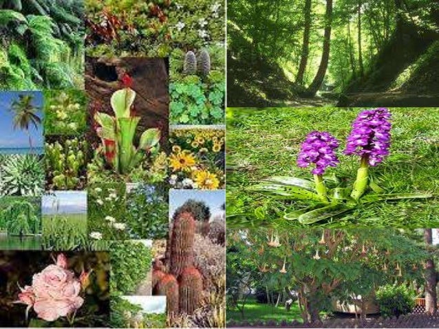 tipos de plantas dibuja el tipo de planta que más tipos de plantas dibuja el tipo de planta que más